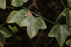 Passiflora herbertiana