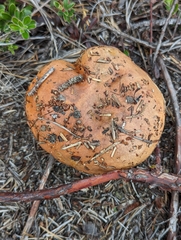 Suillus brevipes