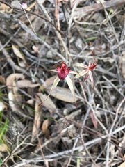 Caladenia reticulata