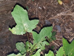 Liquidambar styraciflua