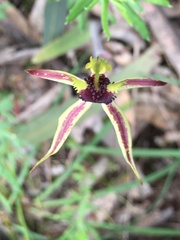 Caladenia stricta
