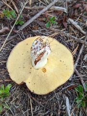 Suillus brevipes