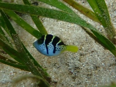 Paraluteres prionurus