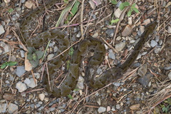 Bothrops atrox