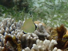 Chaetodon citrinellus