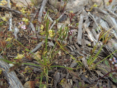 Centrolepis aristata