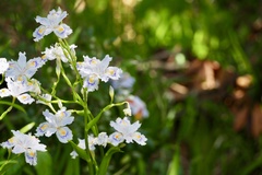 Iris japonica