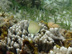 Chaetodon citrinellus