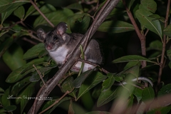 Ototylomys phyllotis