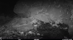 Megascops kennicottii
