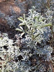 Lupinus albifrons