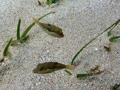 Canthigaster bennetti