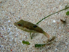 Canthigaster bennetti