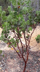 Arctostaphylos