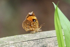 Pterodecta felderi