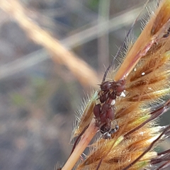 Forelius pruinosus