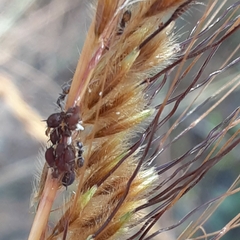 Forelius pruinosus