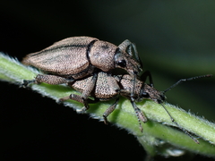 Elytrurus serrulatus