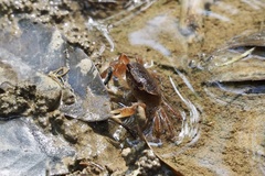 Geothelphusa dehaani