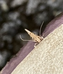 Gracillaria syringella