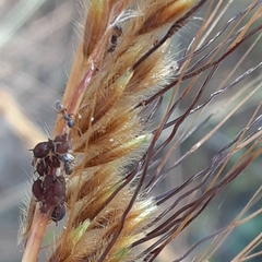 Forelius pruinosus