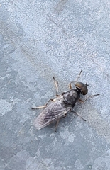 Acanthasargus