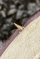 Gracillaria syringella