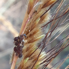 Forelius pruinosus