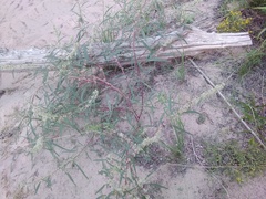 Amaranthus fimbriatus
