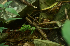 Trimeresurus schultzei
