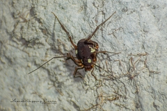 Erginulus roeweri