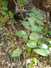 Sambucus cerulea