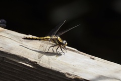 Orthetrum japonicum
