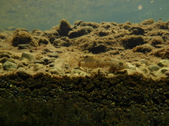 Cottus beldingii