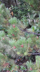 Pinus contorta bolanderi