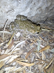 Bufotes viridis sitibundus