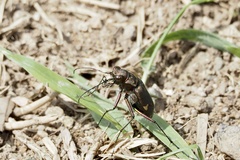 Cicindela japana
