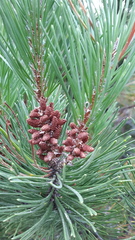 Pinus contorta bolanderi