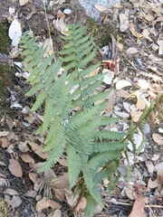 Dryopteris arguta