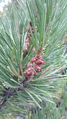 Pinus contorta bolanderi
