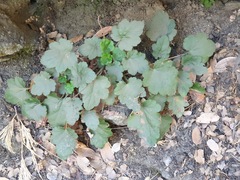 Heuchera micrantha
