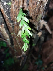 Tmesipteris