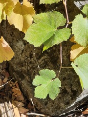 Vitis californica
