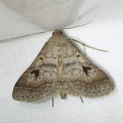 Bleptina caradrinalis