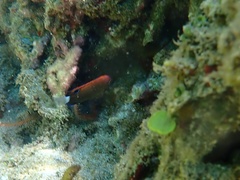 Pomacentrus bankanensis