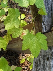 Ribes viscosissimum