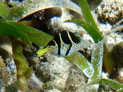 Canthigaster valentini