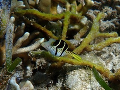 Canthigaster valentini