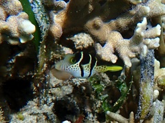 Canthigaster valentini