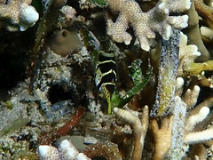 Canthigaster valentini